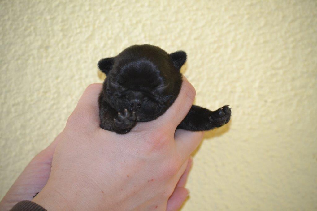Lambada