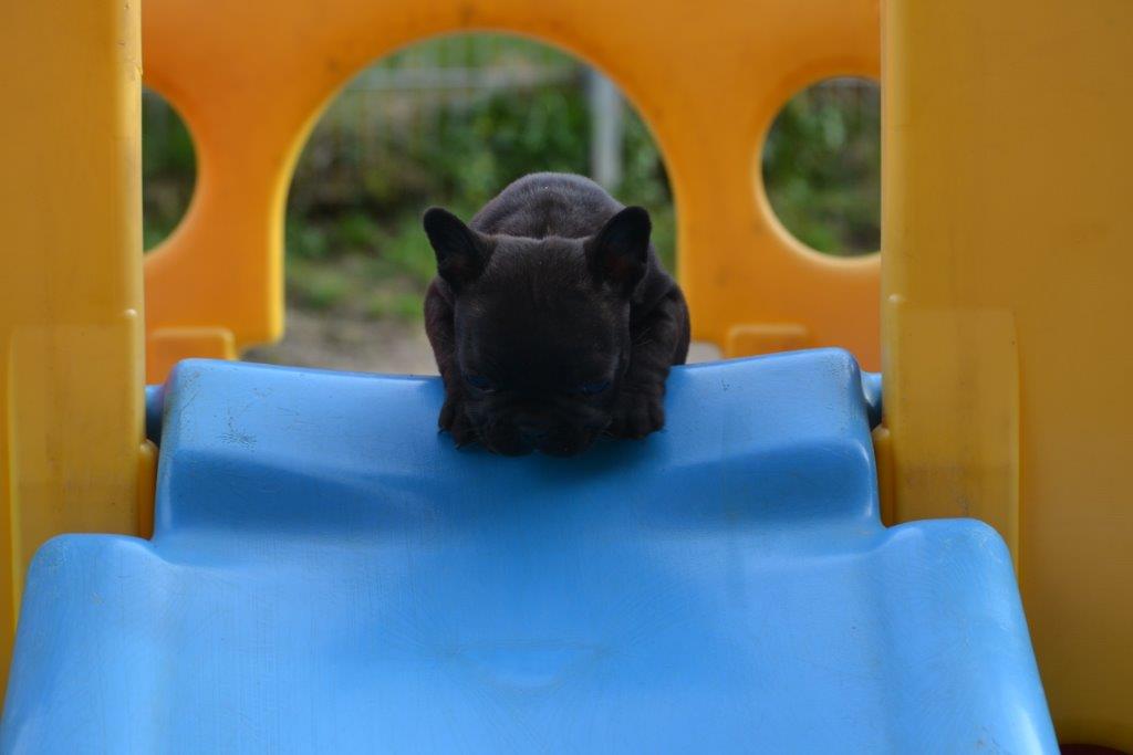 Lambada