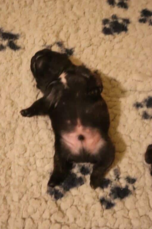 OLAF