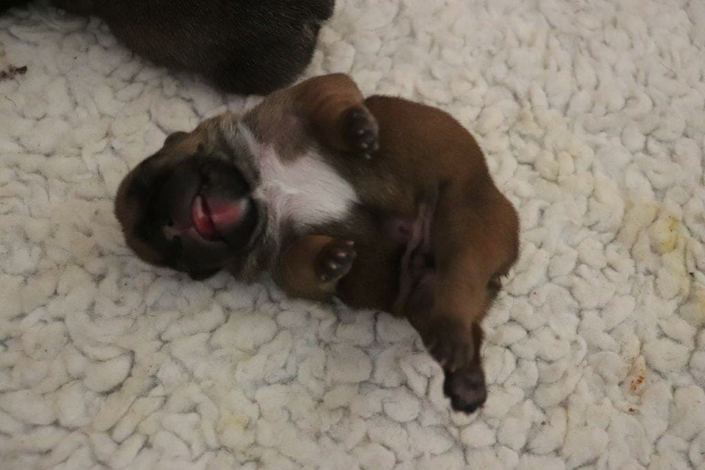 OSCAR