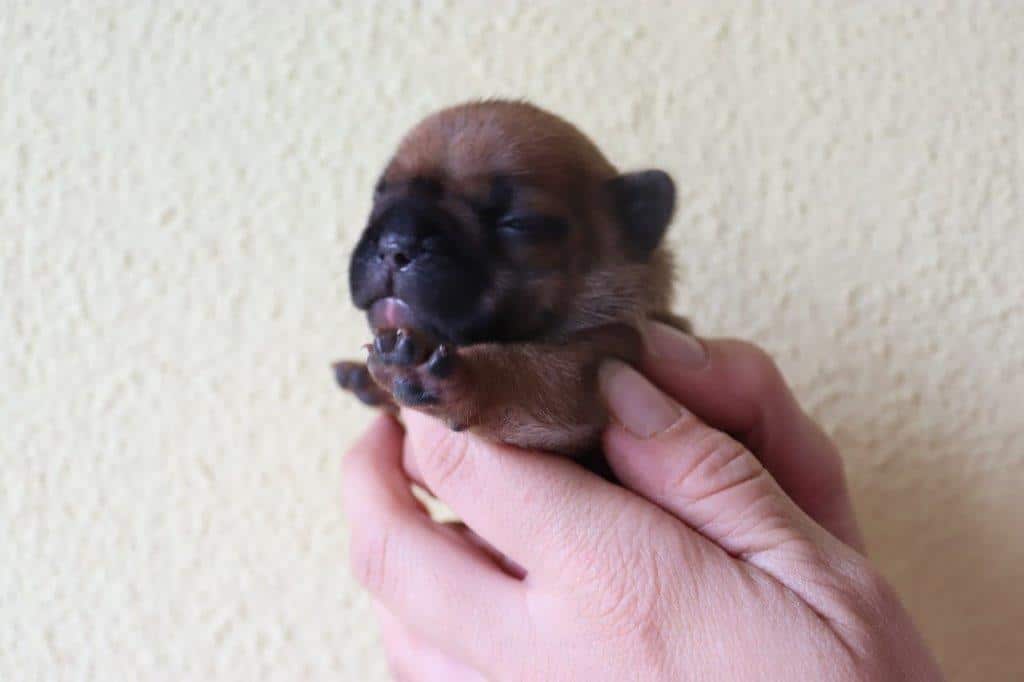 OSCAR