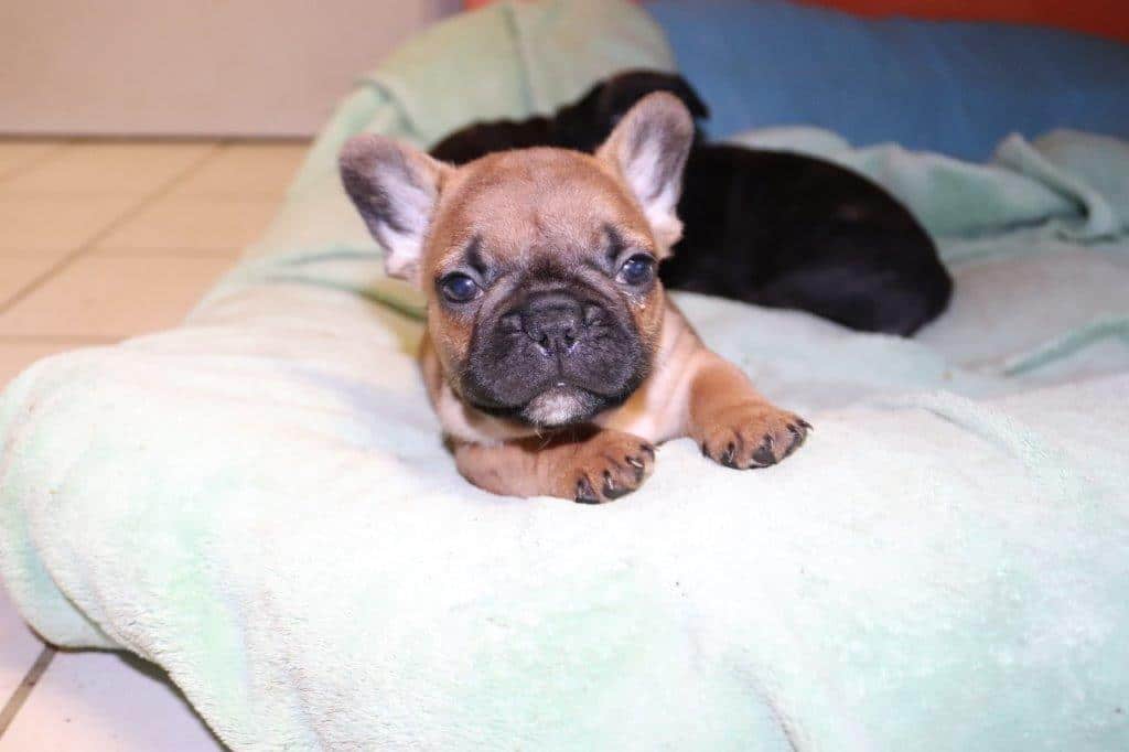 OSCAR