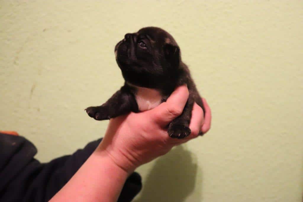 POPEYE
