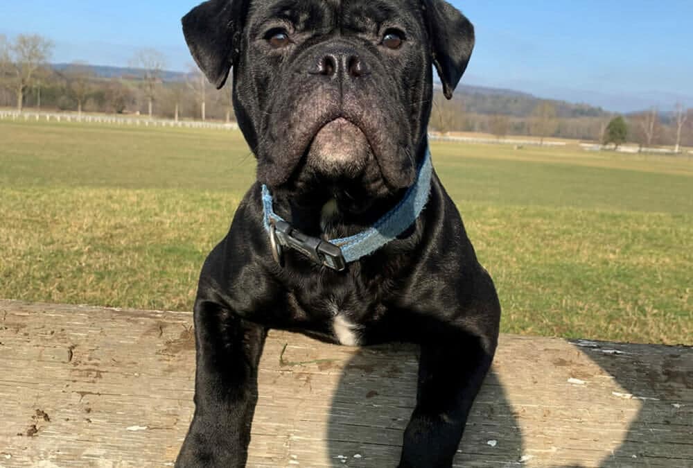 Die Christchindli-Welpen von Cabana  sind da