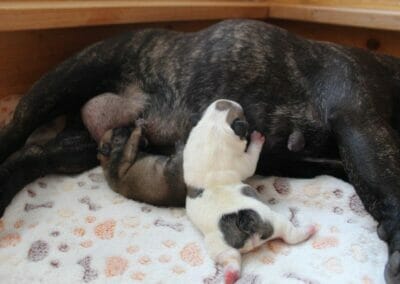 Lambada hat uns zwei herzige Babys geschenkt