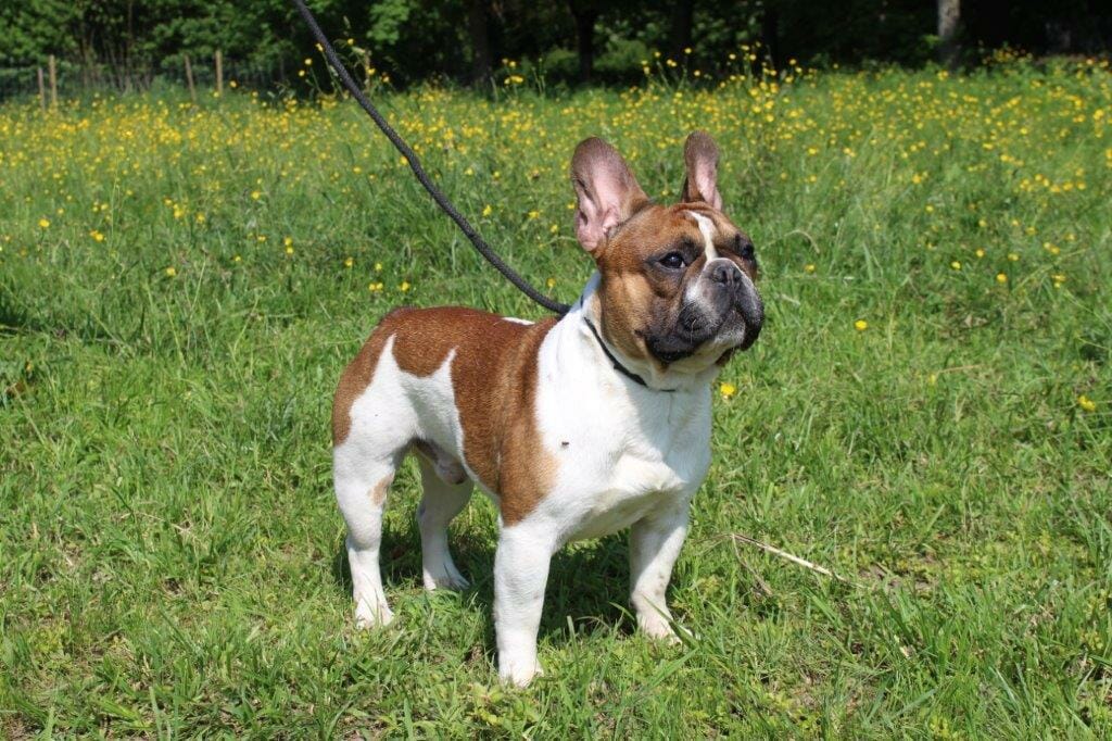 RIALTO VOICE OF SIERRA MADRE