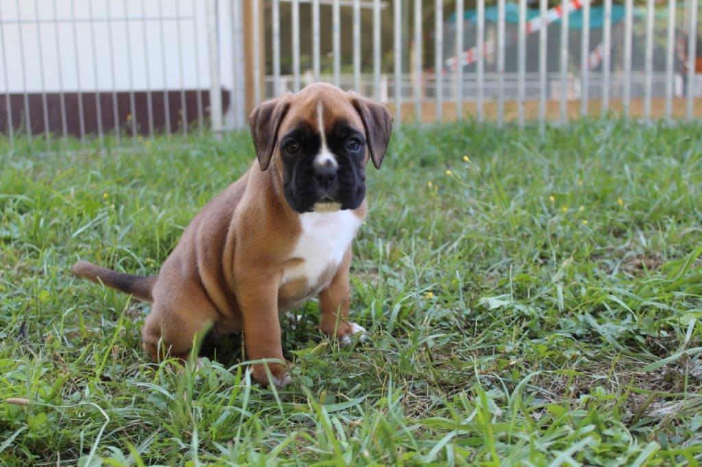 Paischa