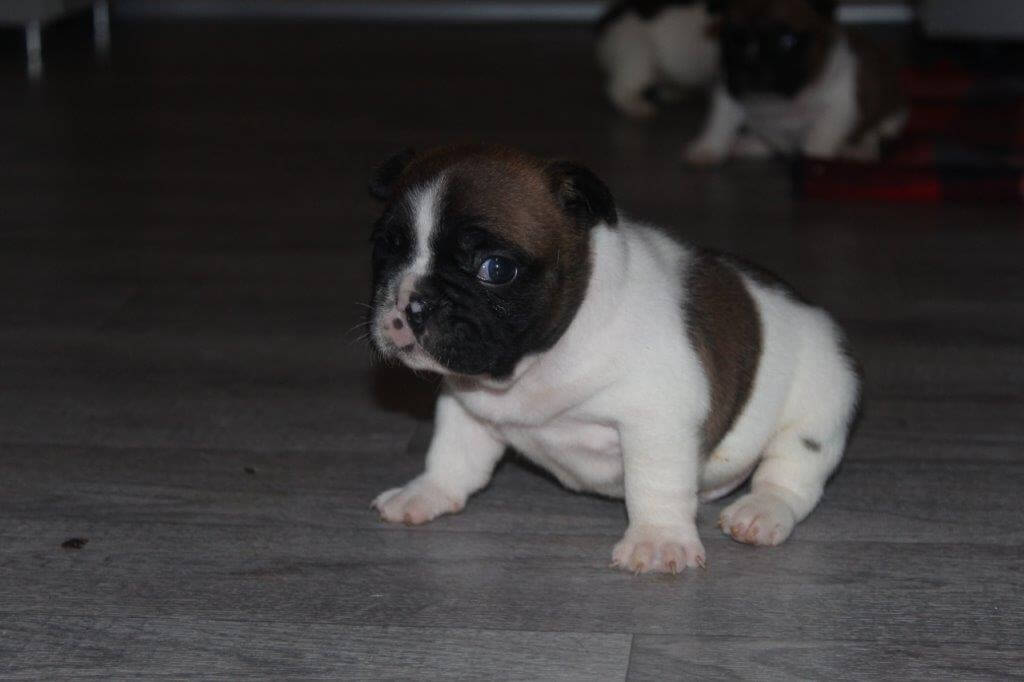 VICTOR