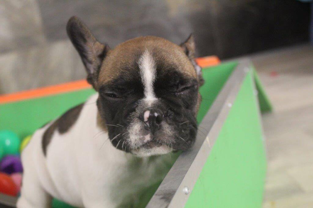VICTOR