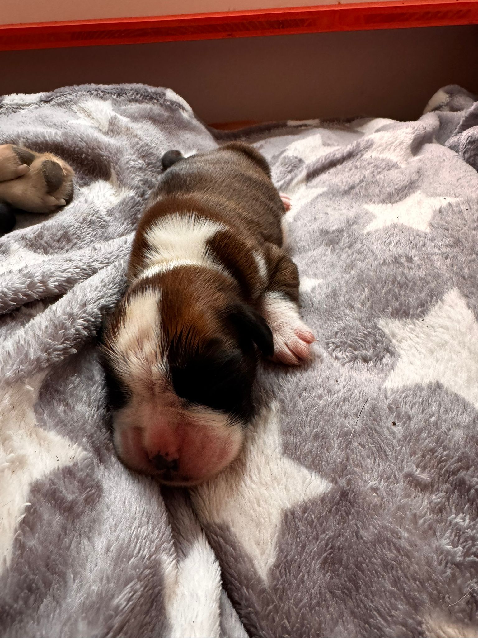 SKYE 01