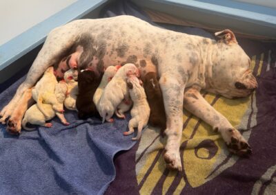 Die Welpen von Famoa sind da