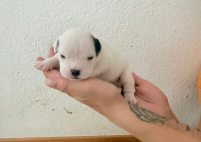 SHYRO