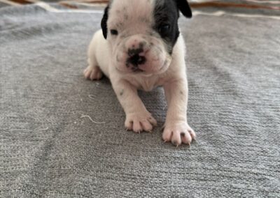TIMO
