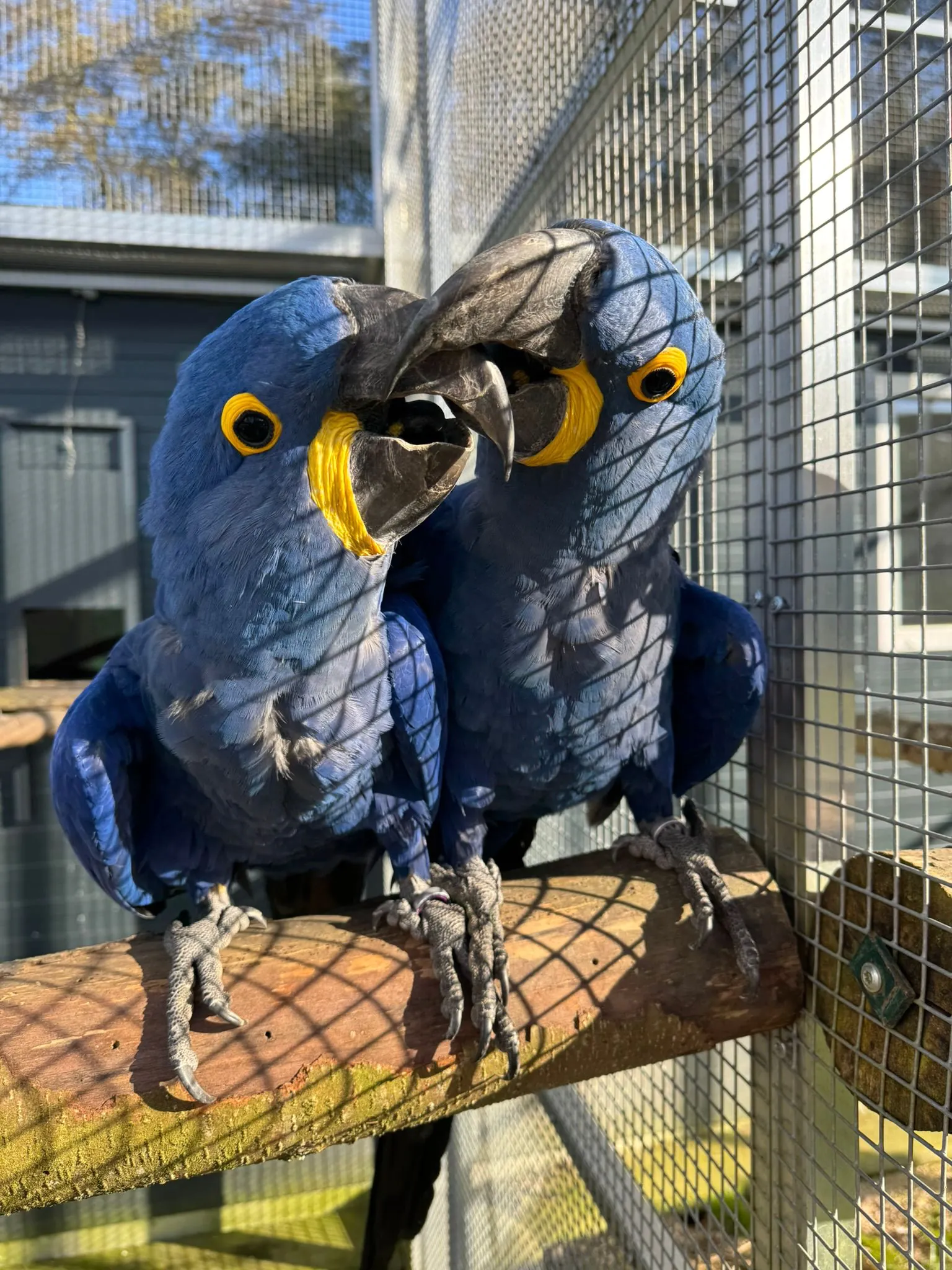 Gelbbrustaras Cicca und Caruso Gelbbrustaras Cicca und Caruso